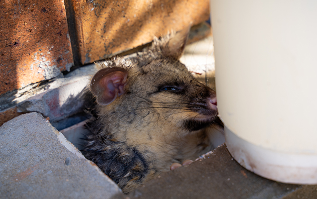 possum in drain